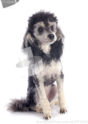 Image of bicolor poodle 