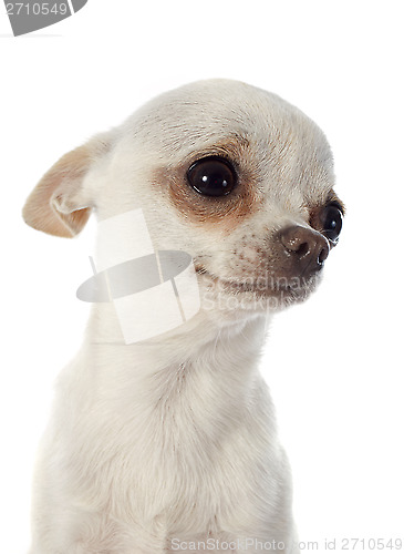 Image of chihuahua