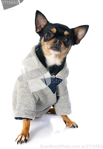 Image of dressed chihuahua