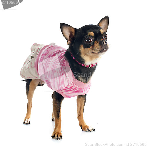 Image of dressed chihuahua