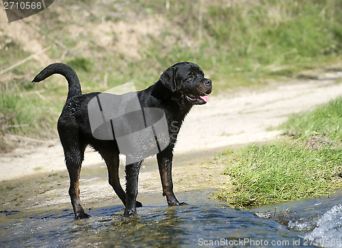 Image of young rottweiler