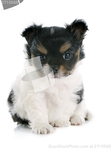 Image of puppy chihuahua