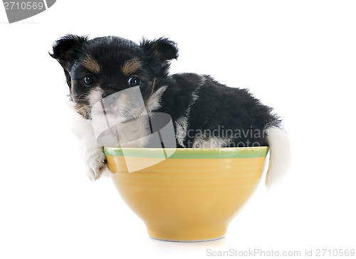 Image of puppy chihuahua