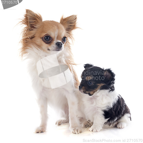 Image of puppy and adult chihuahua