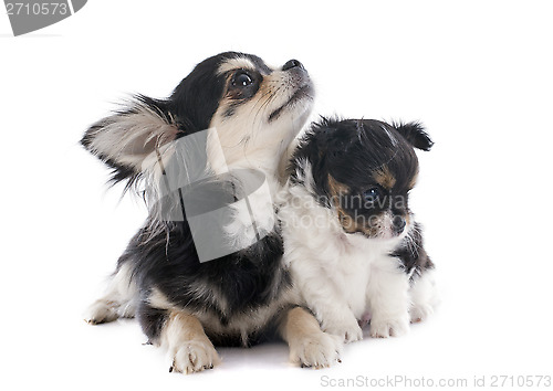 Image of puppy and adult chihuahua