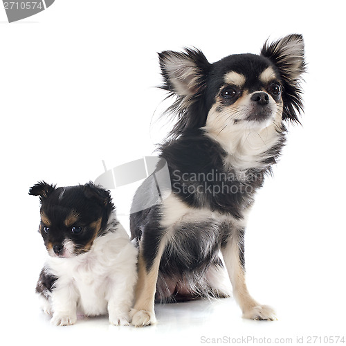 Image of puppy and adult chihuahua