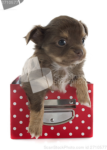 Image of puppy chihuahua