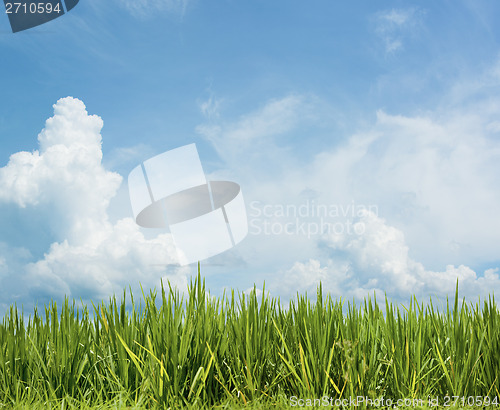 Image of Grass and beautiful sky. Rice field floral background