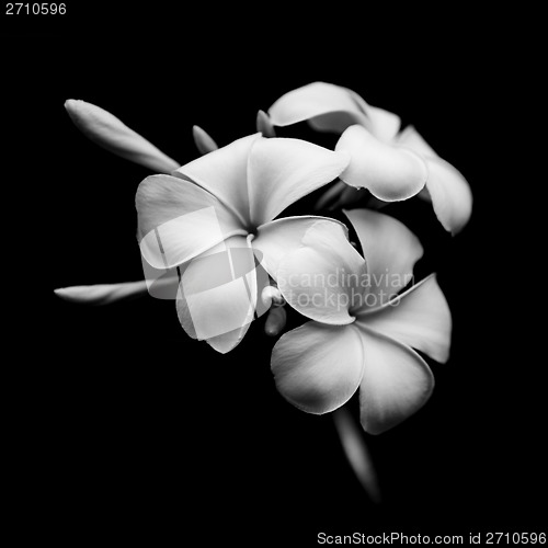 Image of Beautiful white flowers of Plumeria isolated on black background