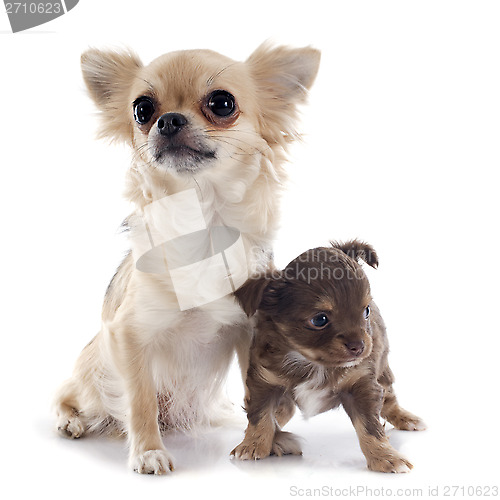 Image of puppy and adult chihuahua