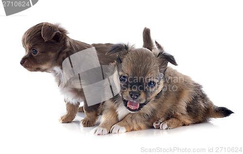 Image of puppies chihuahua