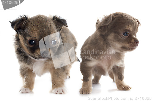 Image of puppies chihuahua