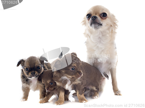 Image of puppies and adult chihuahua