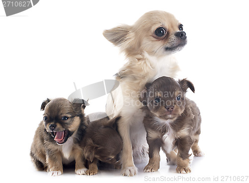 Image of puppies and adult chihuahua