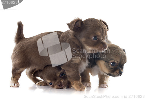 Image of puppies chihuahua