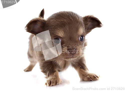 Image of puppy chihuahua