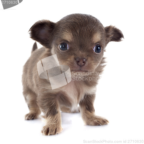 Image of puppy chihuahua