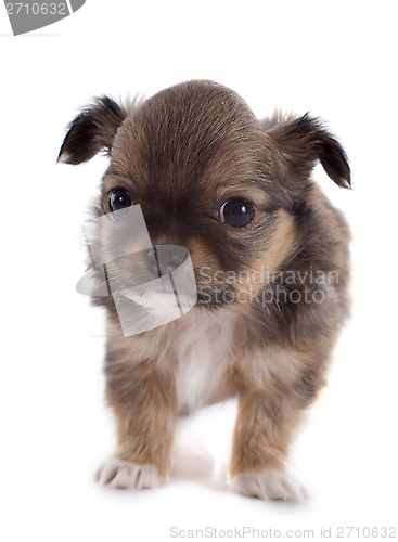 Image of puppy chihuahua