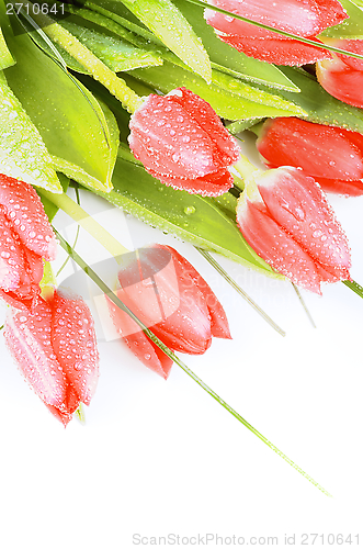 Image of Spring Tulips
