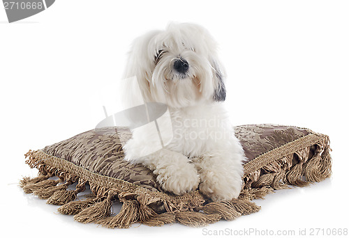 Image of Coton de Tulear