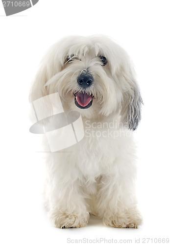 Image of Coton de Tulear