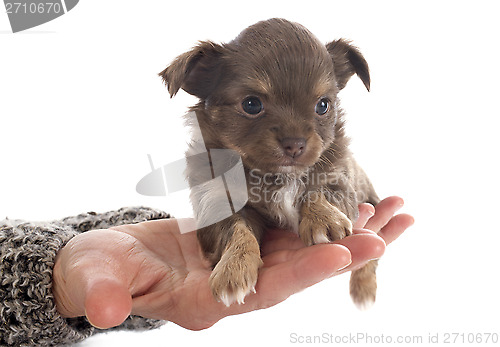 Image of puppy chihuahua