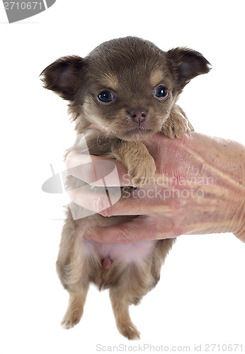 Image of puppy chihuahua