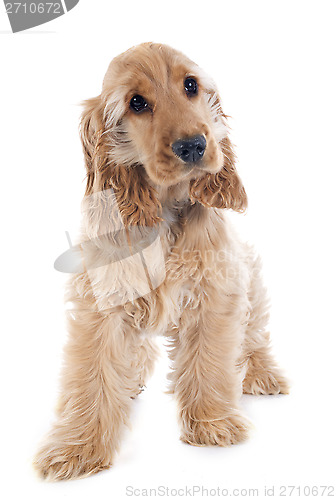 Image of puppy cocker spaniel