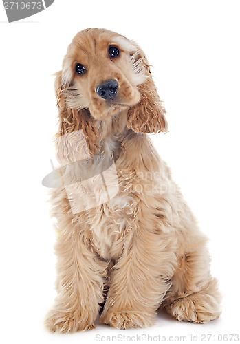 Image of puppy cocker spaniel