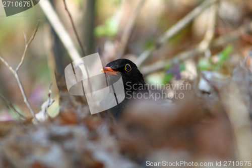 Image of male common blackbird