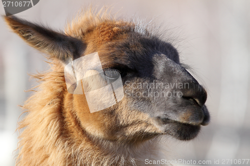 Image of llama head