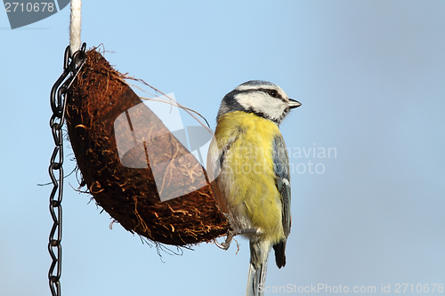 Image of tiny blue tit on feeder