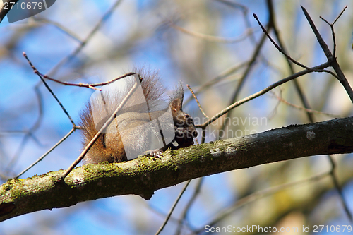 Image of red squirrel on a branch