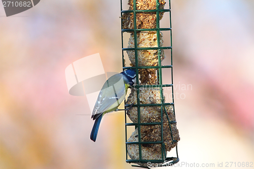 Image of blue tit feeding on lard