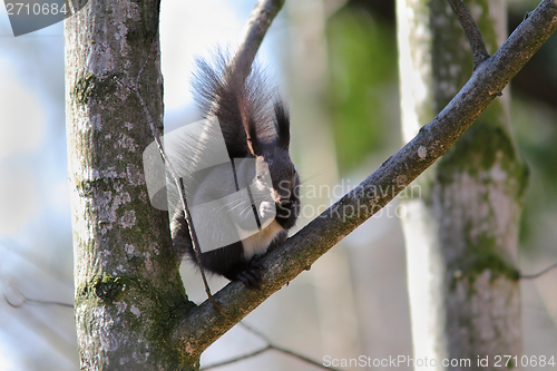 Image of wild squirrel on a branch
