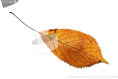 Image of isolated golden cherry leaf