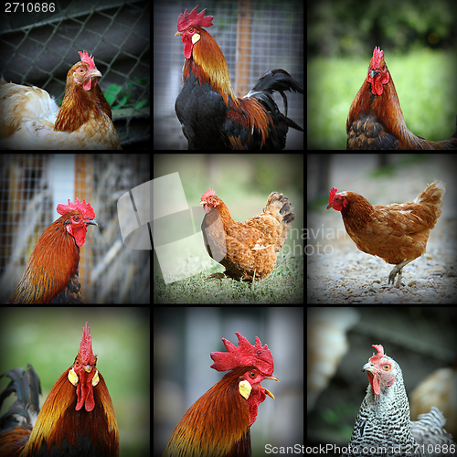 Image of beautiful images with farm birds
