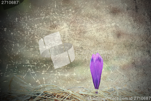 Image of scratched abstract view of purple saffron