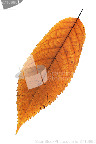 Image of isolated faded cherry leaf