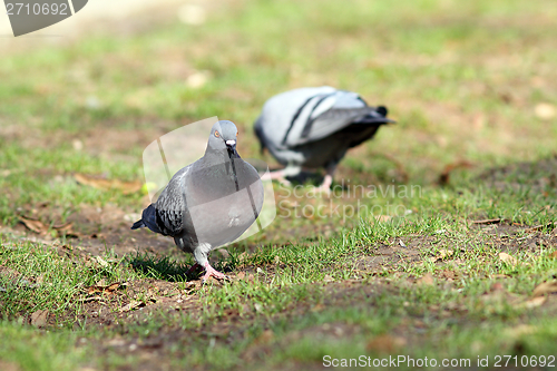 Image of male pigeon looking for mate in the park