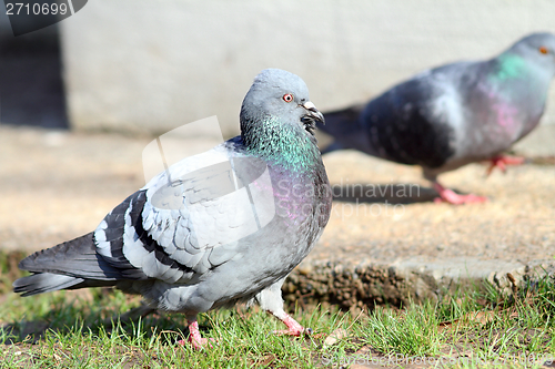 Image of male pigeon walking proud