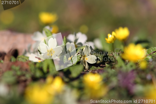 Image of yellow primula in bloom