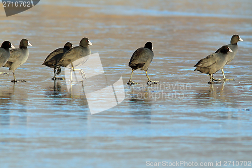 Image of birds walking on frozen lake