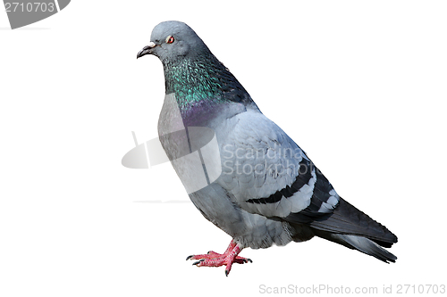 Image of isolated male pigeon