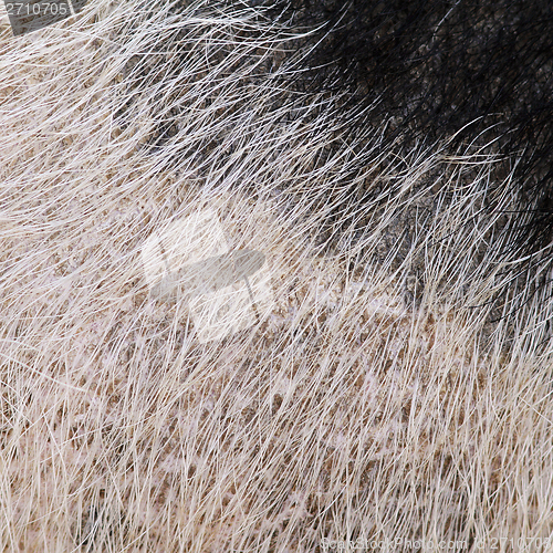 Image of domestic pig fur