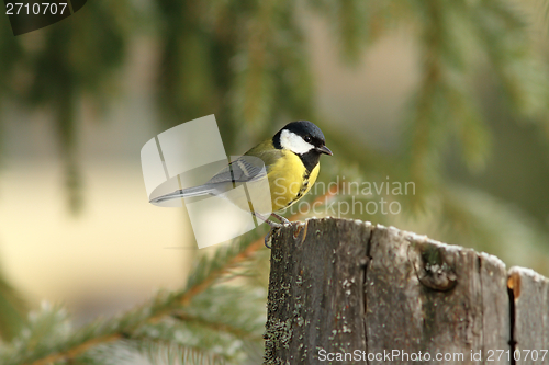 Image of great tit perched on a stump feeder