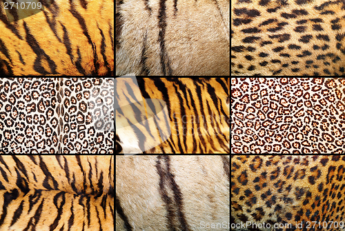 Image of tiger and leopard different real patterns