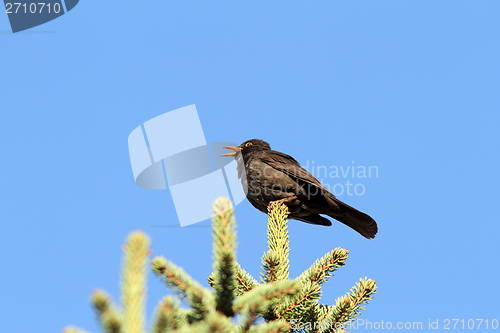 Image of male turdus merula singing