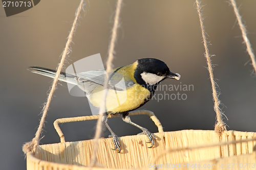 Image of great tit eating seeds