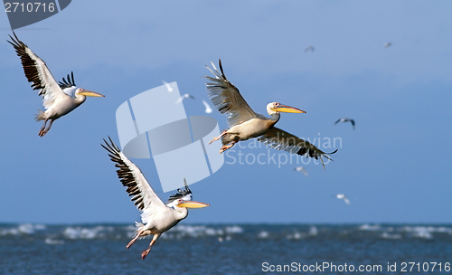 Image of great pelicans taking off from sea surface